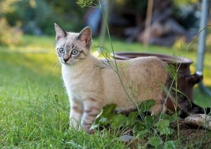 cat in the garden