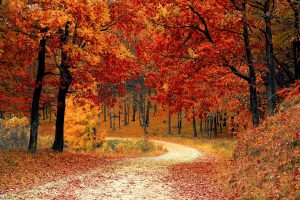 Forest in fall