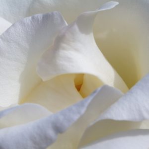 White blossom
