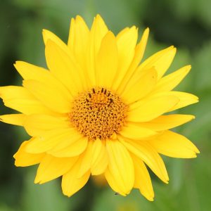 Yellow Flower