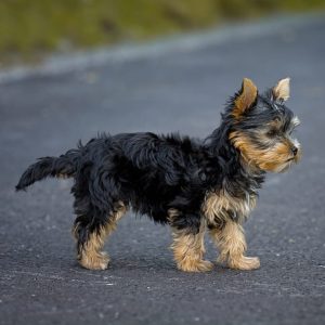Small dog
