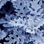 Blue leaves