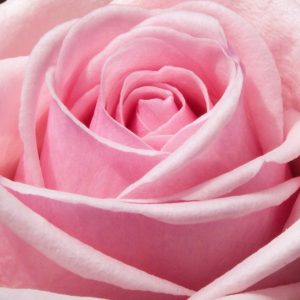 Pink flower