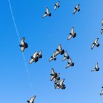 Blue sky with birds