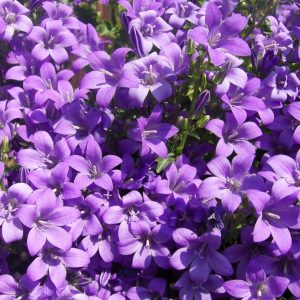 Purple flowers
