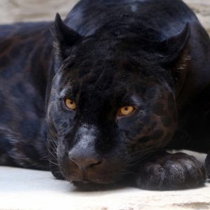 Black panther