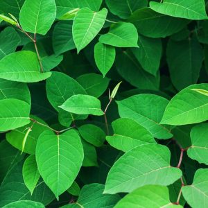 Green leaves