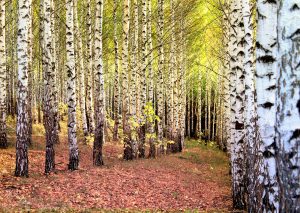 Grove of birch trees