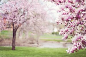 Magnolia trees with pink blossoms