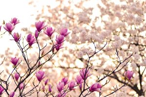 Magnolia branches