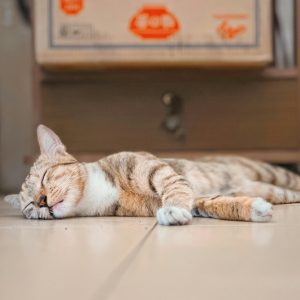 Cat sleeping on the floor