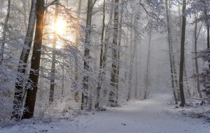 Forest road in winter