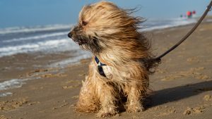 Dog on windy day