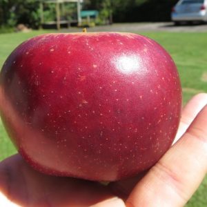 red apple
