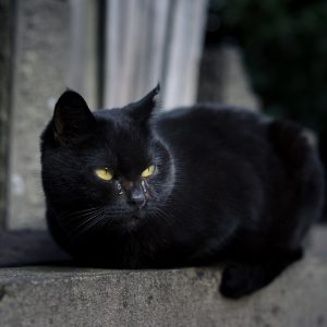 black cat