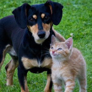 dog and cat