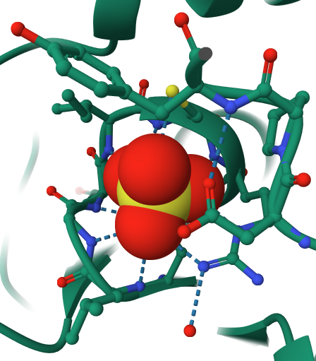 Image of a sulfate ion in spacefilling with yellow sulfur and red oxygens. Interactions between atoms around the sulfate ion are shown as teal dashed lines.
