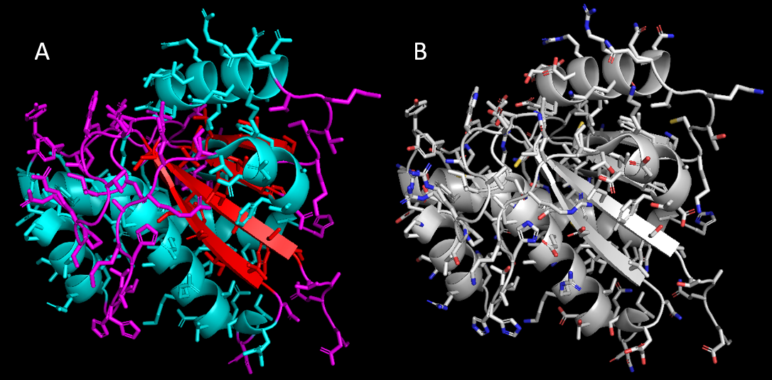 Two types of molecules displayed: A) colored by secondary structure (magenta loops, red beta strands, and turquoise alpha helices), B) colored by element with carbon in gray.