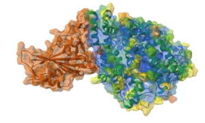 Illustration of molecular interface between the spike protein and ACE2. The spike protein is shown as a brown transparent surface with a brown ribbon and ACE2 is shown as a multicolored ribbon with a transparent surface.