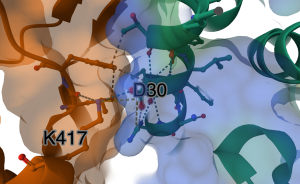 Image showing the noncovalent interactions within 5Å of D30 from ACE2. These interactions between spike protein in cpk coloring with brown carbons inside a transparent surface and ACE2 in cpk coloring with teal carbons inside a transparent surface centered are depicted with dashed lines.