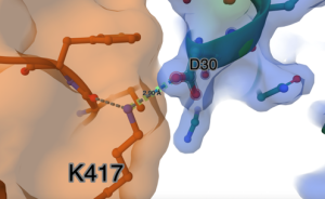 Image showing the interaction between spike protein K417 in cpk coloring with brown carbons inside a transparent surface and ACE2 D30 in cpk coloring with teal carbons inside a transparent surface.