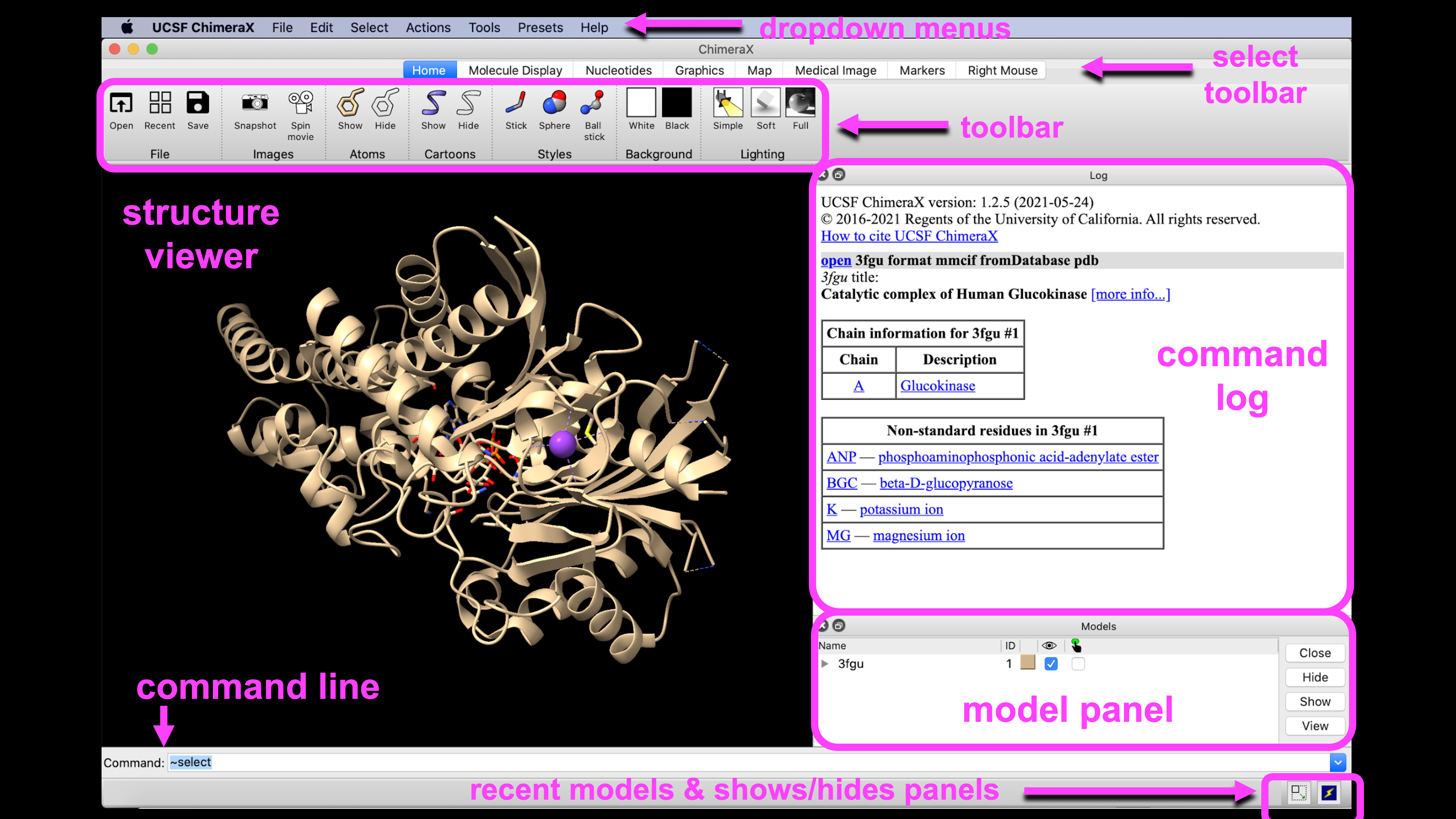 Computer screen displaying the ChimeraX interface with a plant model, including menus, toolbars, and a structure viewer.  Labeled components: structure viewer, dropdown menus, toolbar, select toolbar, command log, model panel, recent models & shows/ hides panels, command line, structure viewer.