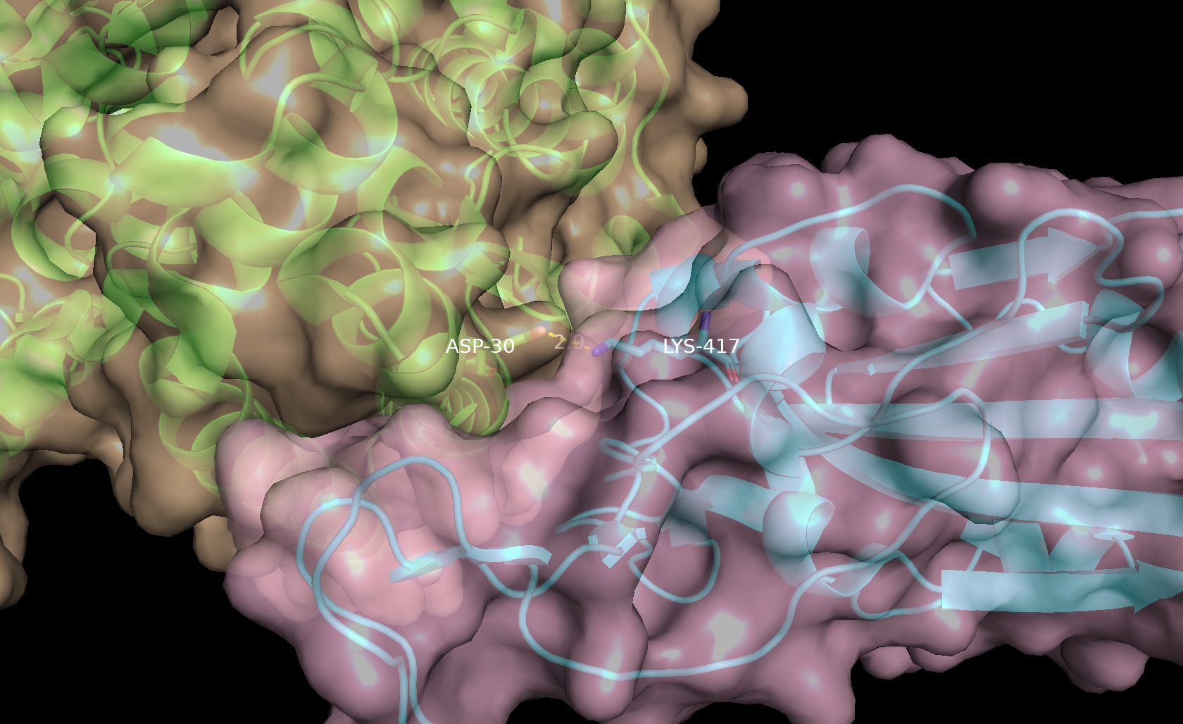 Image depicts the surfaces of ACE-2 (pale orange) and spike RBD (pale pink).