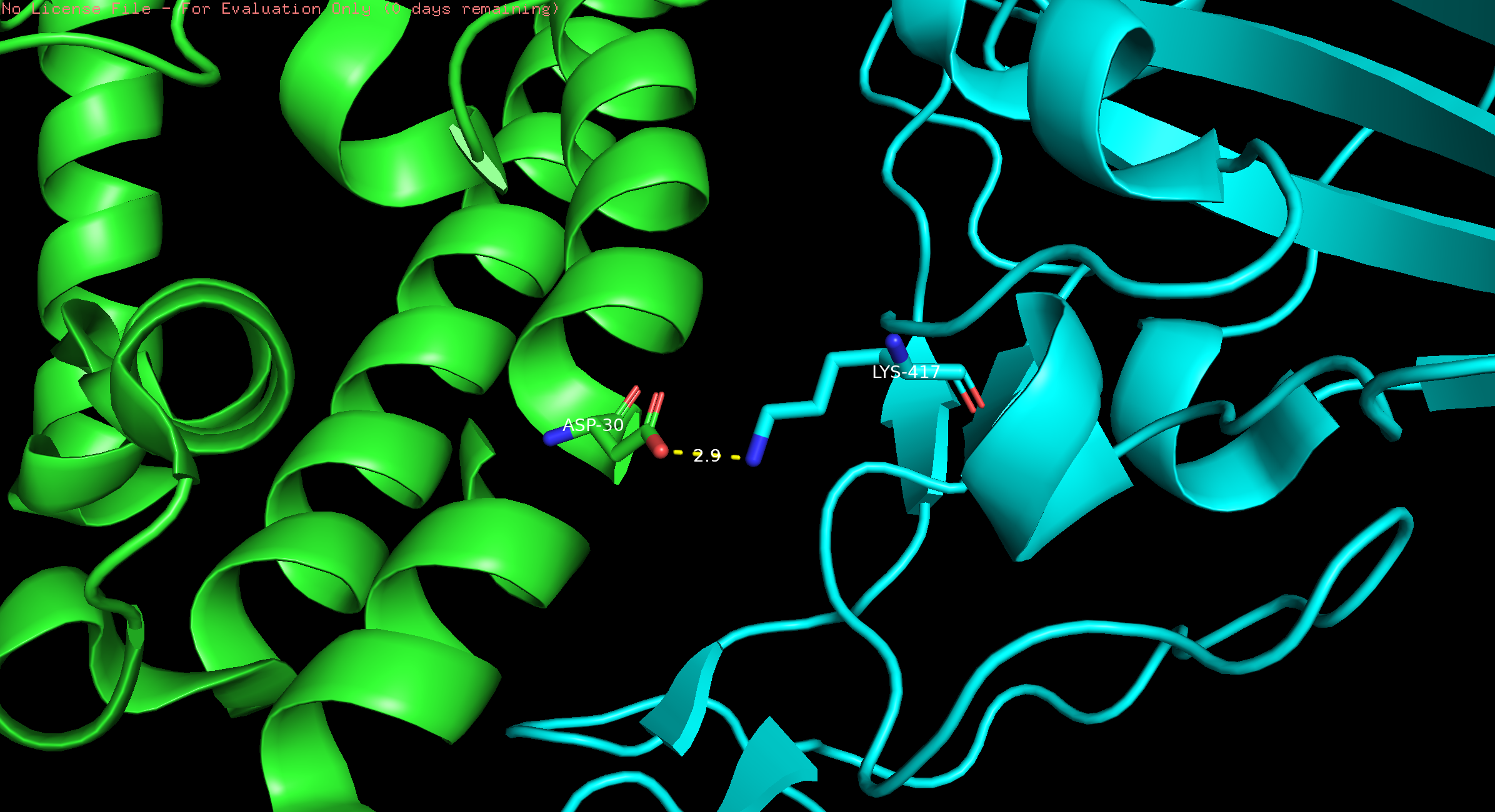 Rendering of the interface between two proteins left (green) and right (turquoise) with the amino acids Asp-30 (green) and Lys-417 (turquoise) connect by a yellow dashed lines indicating an interaction. The distance between Asp-30 and Lys-417 is 2.9 angstroms.