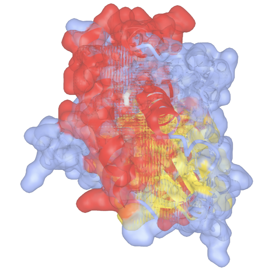 Image of a molecular surface, featuring red, yellow, and blue colors.