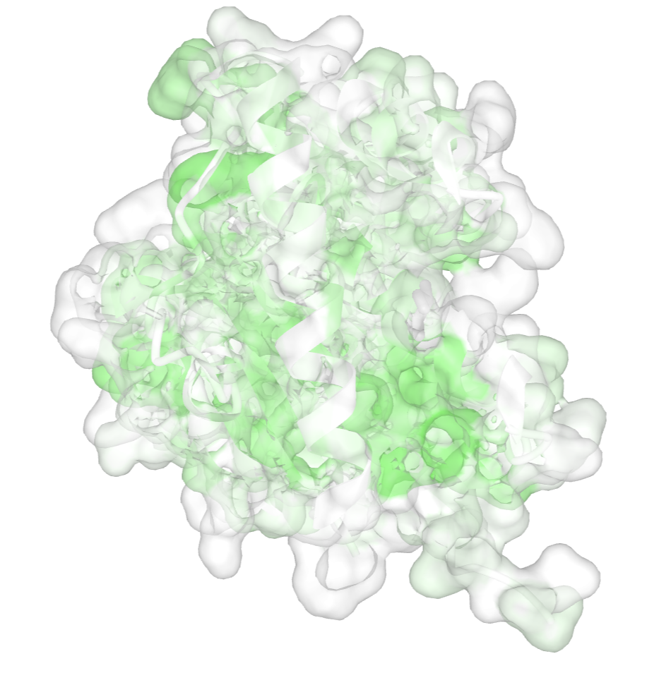 Transparent surfaced colored green and white highlighting the hydrophobic surface of the protein.
