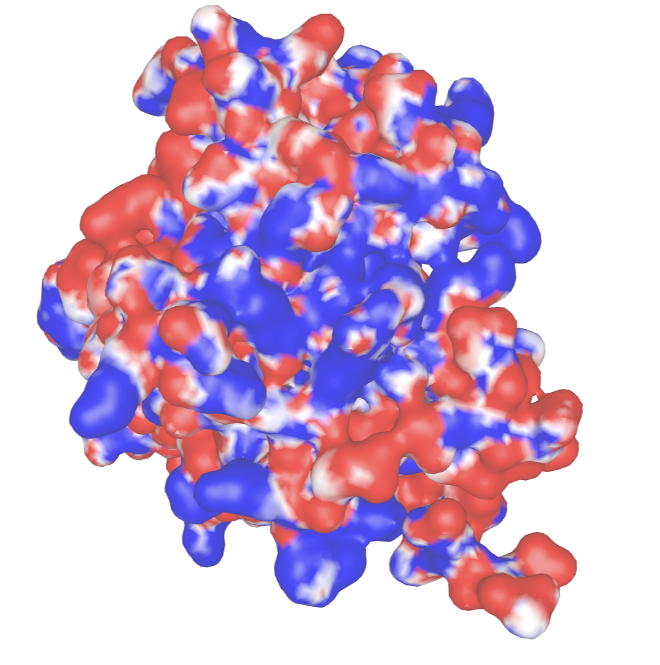 Molecular surface of a protein with blue, red and white colors, depicting the Del phi electrostatic surface.