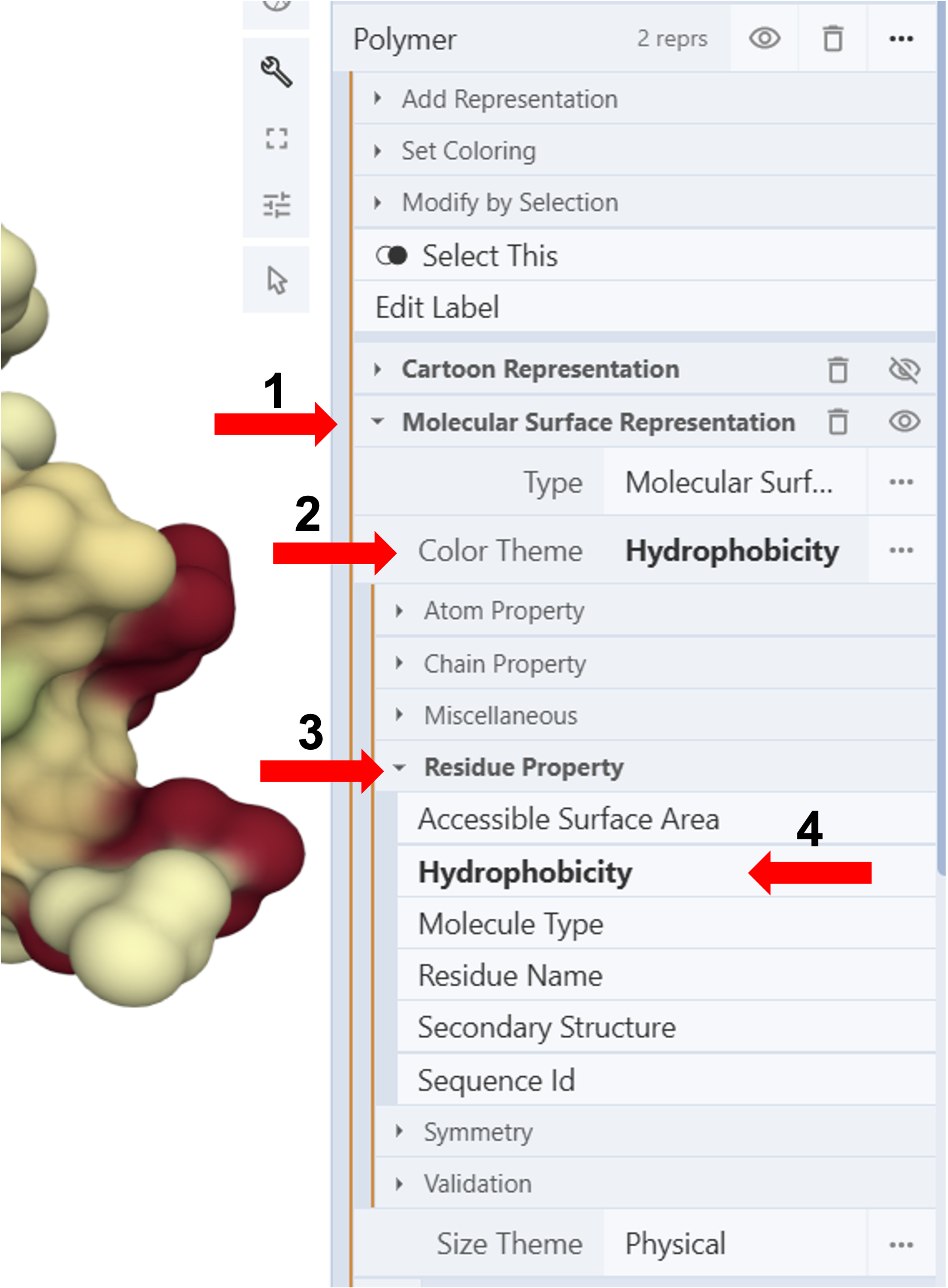 Computer screen displaying protein structure with labeled steps 1-4 for coloring the molecular surface.