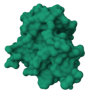 Green protein molecule depicted in molecular surface representation.