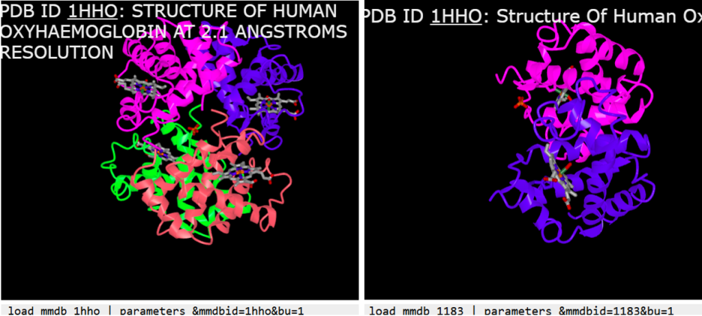 The left figure shows hemoglobin with four colored subunits (pink - purple - green - orange) and the right shows half of the structure with two color subunits (pink - purple).