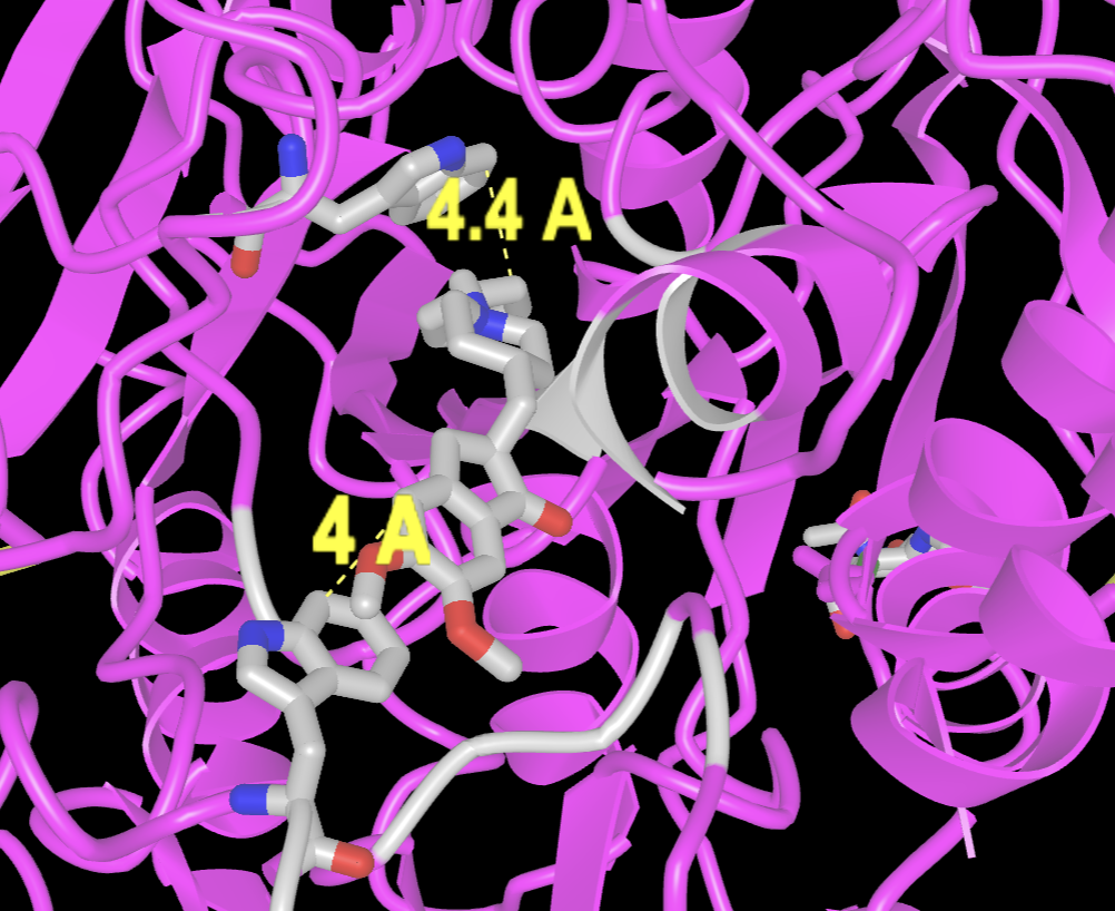 Final result of the activity showing a rendering of the protein structure (cartoon magenta) with distances between two sets of amino acids (cpk with grey carbons) labeled in the figure in angstroms (yellow).