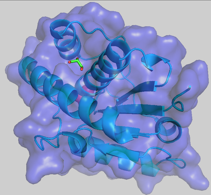Protein ribbon structure shown in blue surrounded by a blue semi-transparent molecular surface.