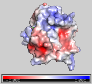 Protein molecular surface with red (negative), blue (positive), and white (neutral) colors, illustrating APBS Electrostatics color mapping results with color bar on the bottom ranging from deep red (-5.000) to deep blue (5.000).
