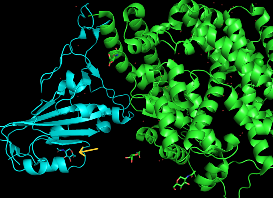 3D rendering of a protein structure highlighting a glycan location indicated by a yellow arrow.