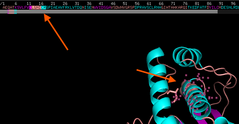 Screenshot demonstrating how highlighting residues in the sequence viewer will highlight them in the structure viewer and vice versa (both labeled with red arrows).