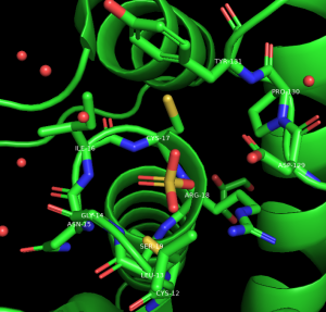 Rendering of the protein in green cartoon with the p-loop shown in sticks, the sulfate in yellow sticks, and the active site waters represented as red spheres.