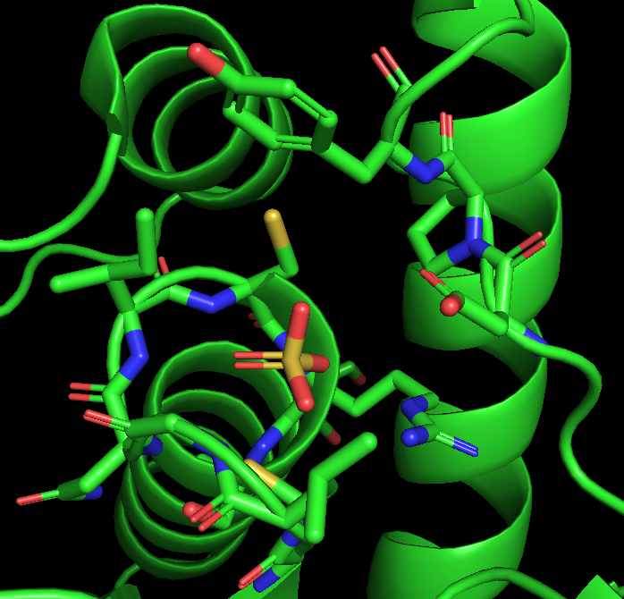 Rendering showing the protein as a green ribbon, sulfate in yellow sticks, and amino acids that surround the sulfate ion in the active site as sticks with cpk coloring and green carbons.