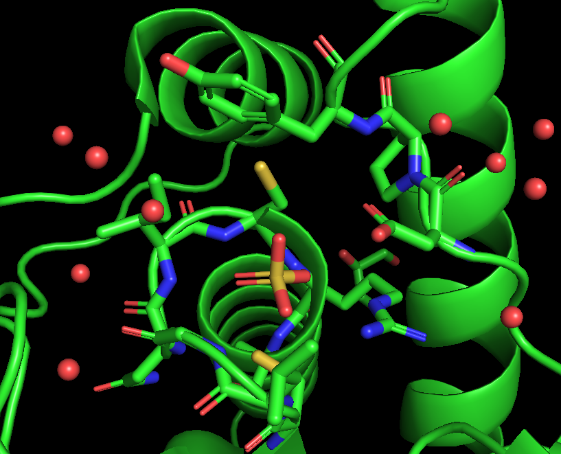 Rendering showing protein as a green ribbon structure, with sulfate in yellow sticks, residues within 5 angstroms as sticks in cpk colors with green carbons and active site water molecules as red spheres.