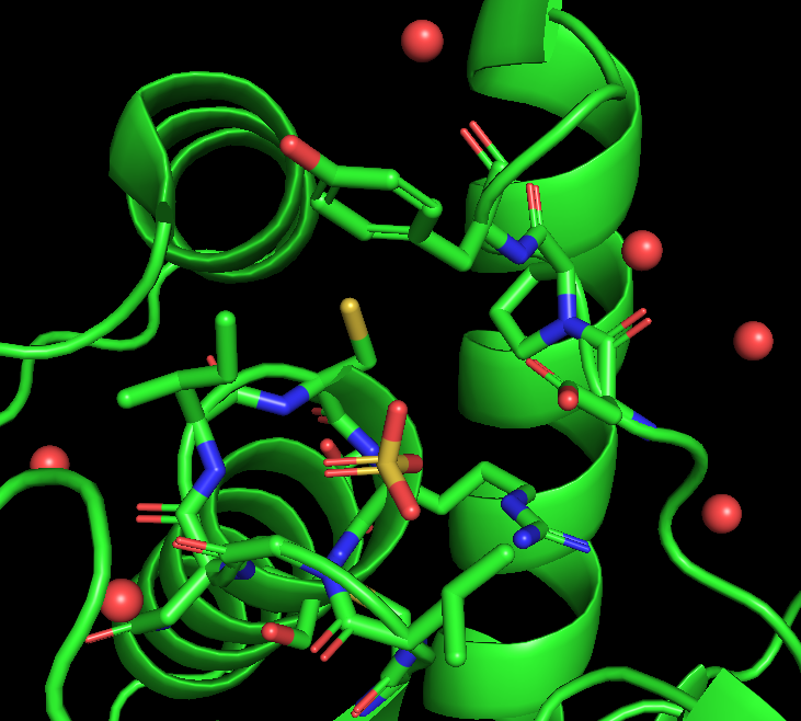 Rendering showcasing water molecules as red spheres surrounding the active site using the graphical interface.
