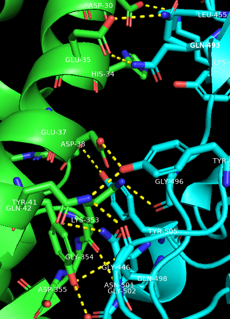 Rendering of the interface between two proteins left (green) and right (turquoise) with several amino acids and yellow dashed lines indicating polar interactions.