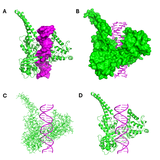 Visual comparison of four DNA types (magenta), illustrating their binding to topoisomerase (green), created with PyMOL. The top left diagram shows DNA in the surface representation and topoisomerase in the cartoon representation. The top right diagram shows DNA in the ball and stick representation and topoisomerase in the surface representation. The bottom left shows DNA in the cartoon representation and topoisomerase in the ball and stick representation. The bottom right shows DNA in the cartoon representation and topoisomerase in the cartoon representation.