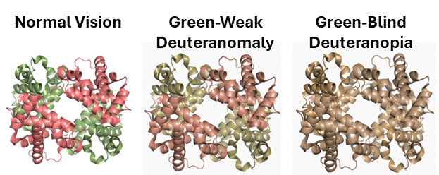 Hemoglobin structure with pink alpha and green beta subunits; color blindness simulation makes them indistinguishable.