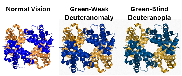 Hemoglobin tetramer structure with blue alpha subunits and yellow beta subunits, distinguishable with color blindness simulation.