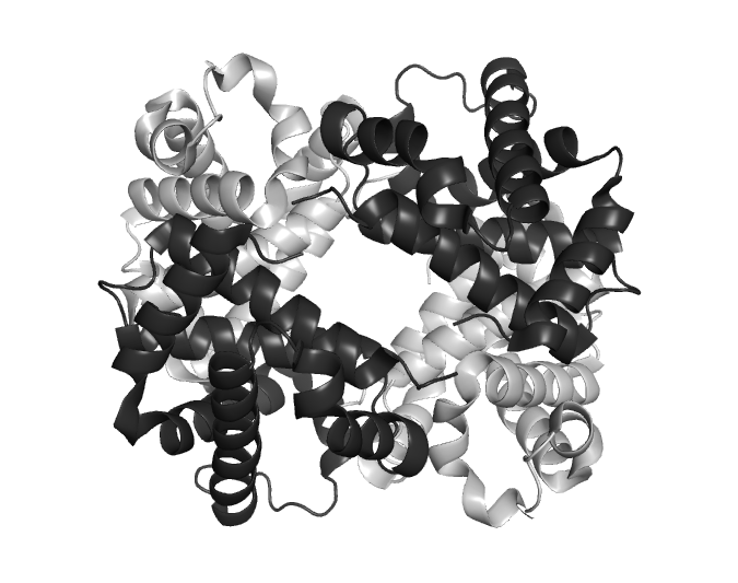 Grayscale depiction of hemoglobin's tetramer, featuring dark grey alpha and light grey beta subunits for color vision accessibility.