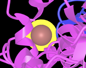 Unobscured brown sphere (Zn2+) highlighted with a yellow halo with magenta and blue protein cartoon structure surrounding it.