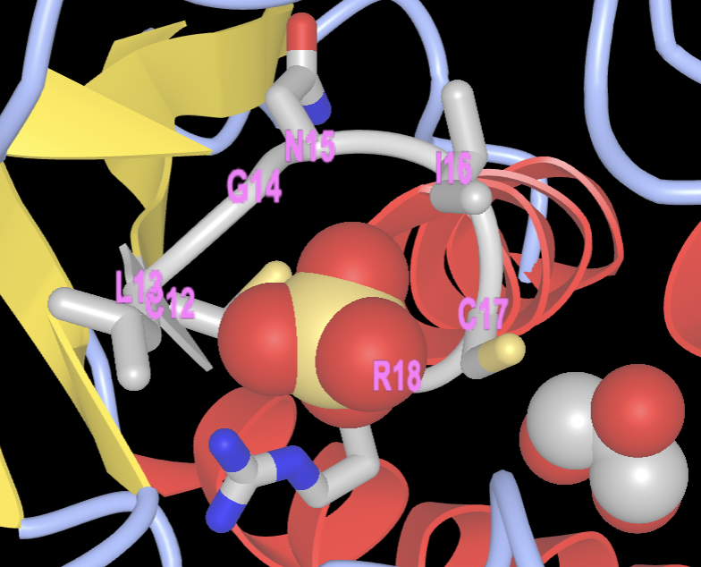 A detailed model of a molecule showcasing labeled amino acids in the p-loop, the final output of the instructions for this chapter.